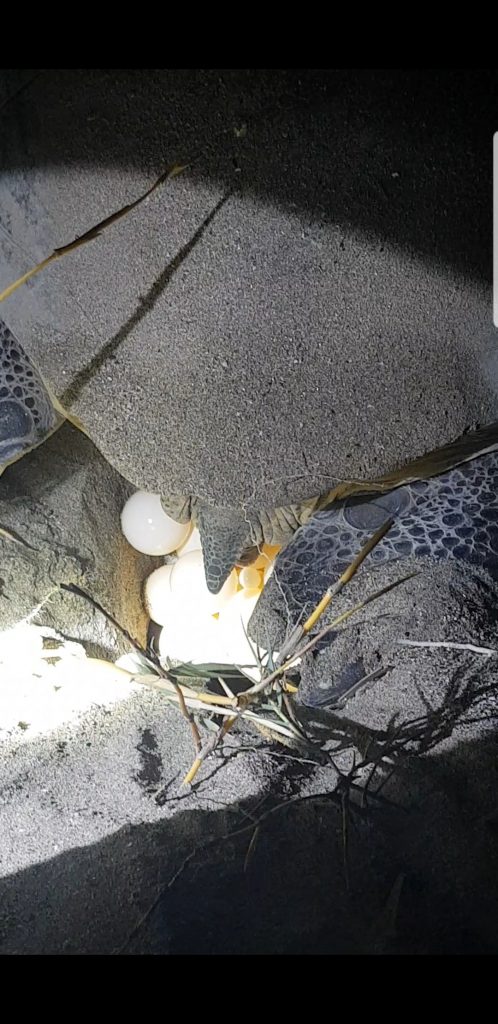 29 EVS Stories De sezon cu baby turtles (4)